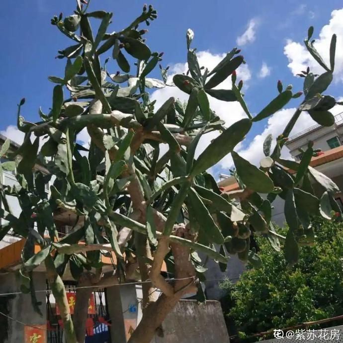 仙人球|5种丑的难入眼的花,养客厅镇宅守家,越养越气派