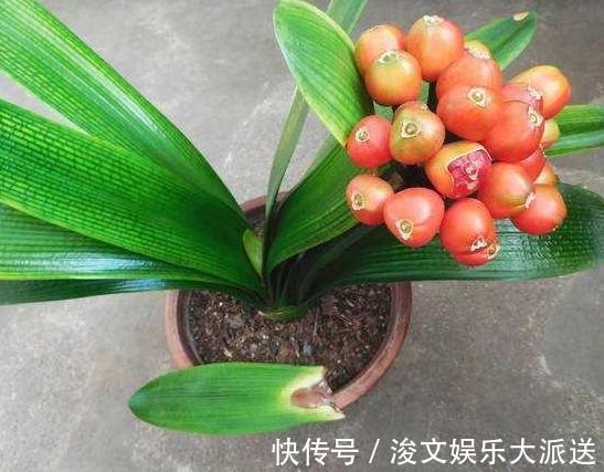 雌蕊|喜欢养花就扦插繁殖盆栽君子兰、矮牵牛,播种育苗十拿九稳