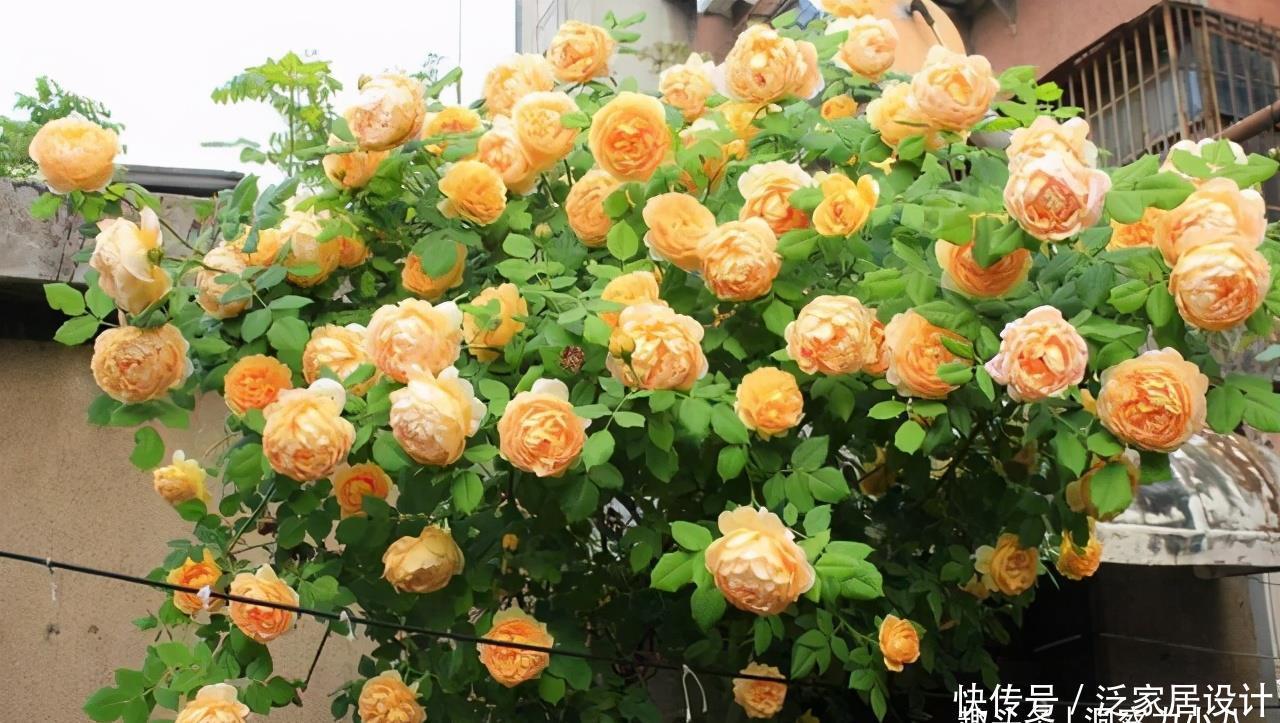 健壮|月季长得乱糟糟的,做好“三修剪”,笋芽更健壮,花量也更多