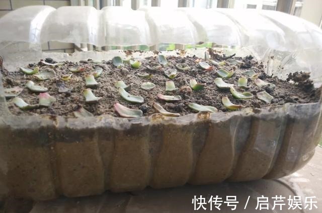 s只要家里有油桶,就不用花钱买花盆!多肉种在油桶里,叶子胖嘟嘟