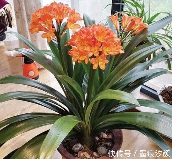 春天买花8种“疾病花”别买回家,客厅卧室“不能养”,别忽视!