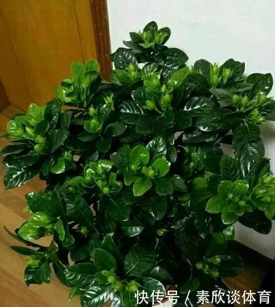 栀子花最怕它,碰上就没救,再上心都养不活!