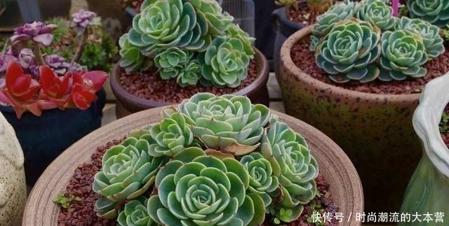 观音|这种多肉比观音莲还美,叶子一层叠一层,一棵能变好几棵