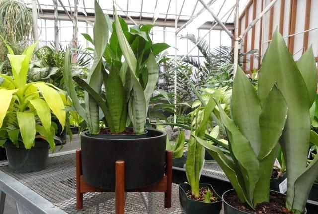 对待懒人超友好的花卉,多晒少管它,反而长得更好