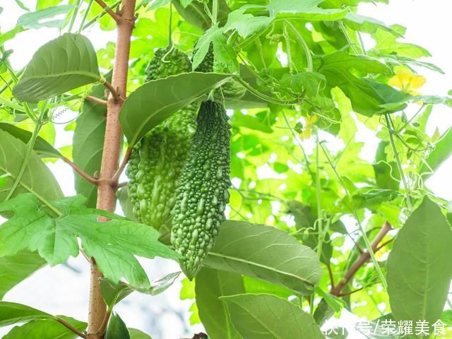 维生素b|明日小暑，推荐大家吃“4瓜4果”，又便宜又有营养，更重要是解暑