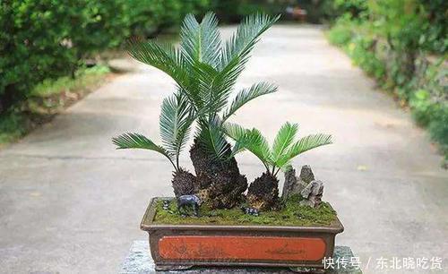 5种盆栽花卉，镇宅旺财，好运满满，养成盆景美极了！