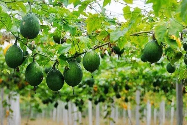 小便|中医泰斗张锡纯106则用药经验总结!满满的干货,值得收藏!