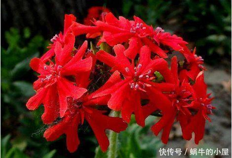 阳台适合养的4种花,花量大易爆盆,花开满盆