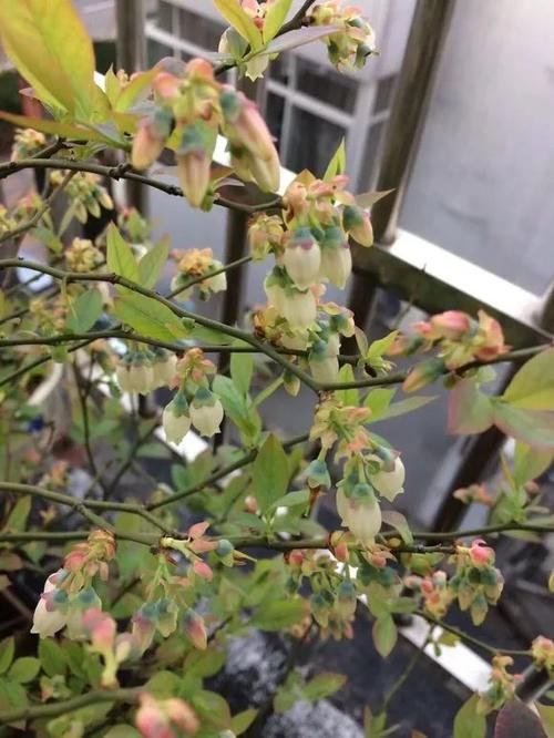 7种花冬天要“春化”，必须冻满1个月，不然落花落蕾不开花！