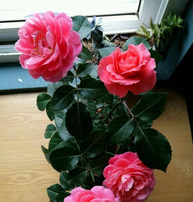 香香公主|别养绿萝吊兰了,此盆栽绿植,四季开花,香气四溢,好看又好养!