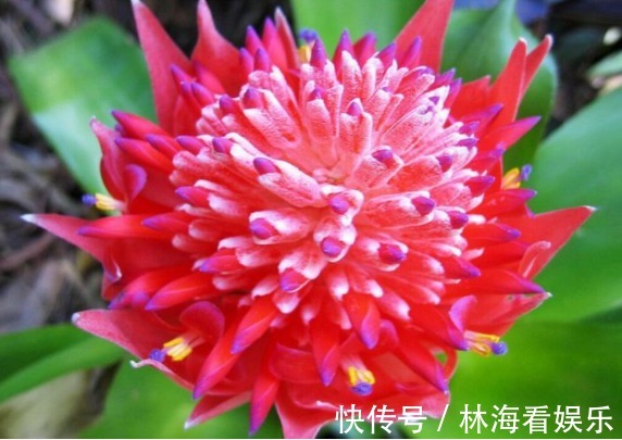 夏季就养这几款菊花，清新高雅，层层交叠，花朵烂漫迷人眼，超美