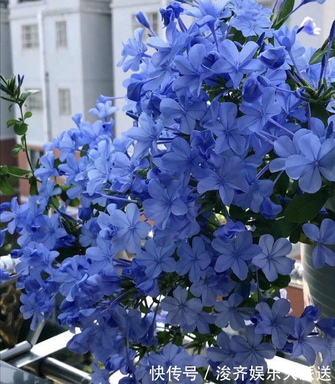 花人|懂花人都知道,1种花“耐热、好养”,春天播种,夏天“开爆盆”