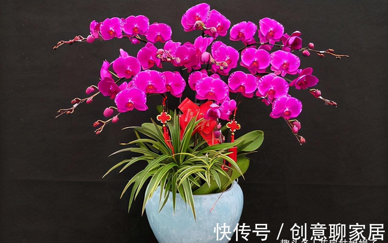 蝴蝶兰|北阳台能养出漂亮的花来吗？建议养这几种花，好养易活开花漂亮