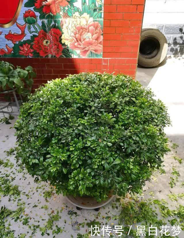 想要养好花，一把“剪刀”少不了，5种花剪的越狠，花开越爆