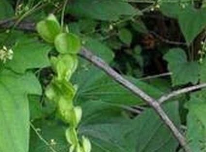 穿山龙|长在树上的生姜,农民见了不敢吃,城里300块1斤抢着要!