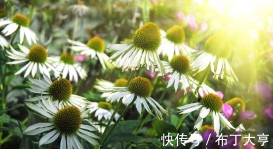 牵线|8月下旬，月老牵线，好事将近，旧爱回眸，真情再现，余生长相伴