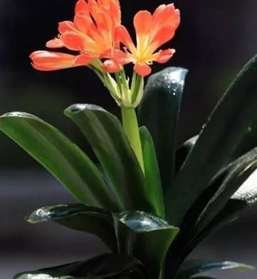 绿油漆|最爱喝酒四种花，一斤都不够喝，叶子像喷了绿油漆，翠绿油亮