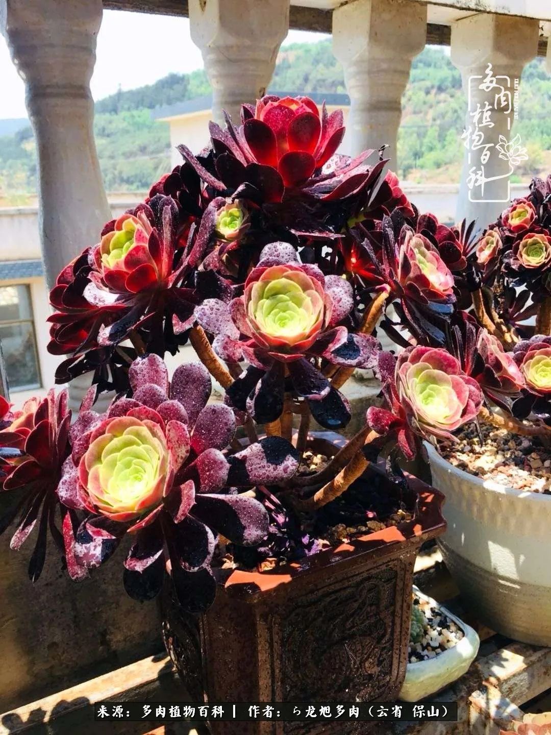 叶片|美了，美了！当秋天的风吹向你我的多肉！