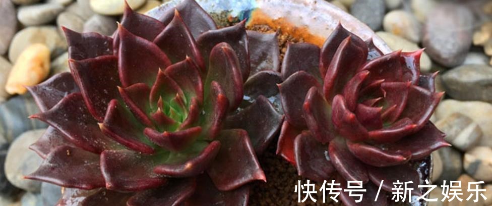 秋天养一盆多肉黑王子,机制状态下霸气侧漏,谁见了都夸大气