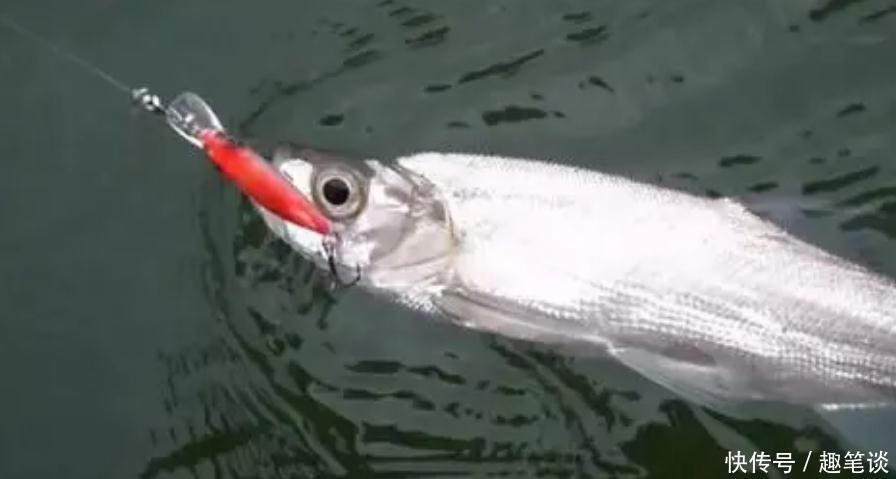 窝子|野钓经验谈之九 野钓鱼获看打窝 打窝也能打死窝