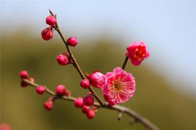  俏皮|晏几道的冬至词，清新俏皮，充满人间节日气氛