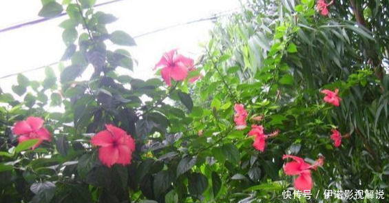 四季|这五种花可以四季常开,一养就爆盆,而且常盛不衰,绝对不容错过