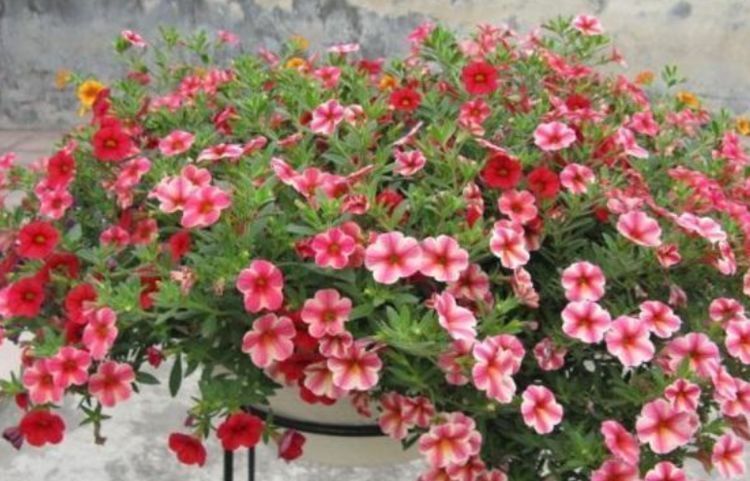 小玲|4种懒人花,越不管长得越好,花开满盆,勤快反而养不好