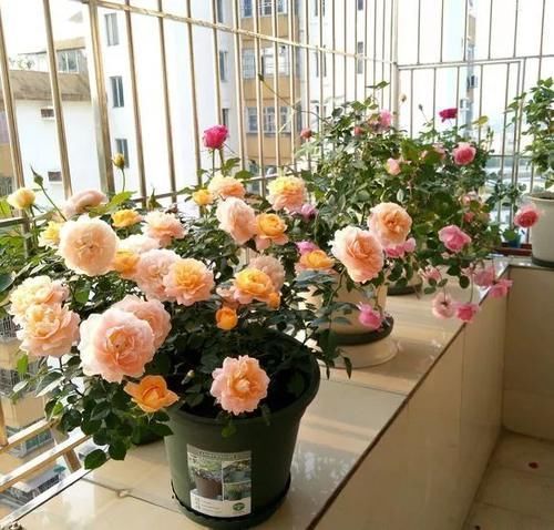 松针土|营养土还在买?3种东西混一混,变成万能花土,养啥旺啥!