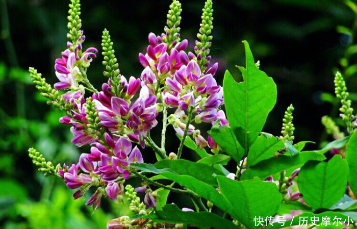 一味鸡血藤,养生大功效用得好,能搞定身体8种常见疾病