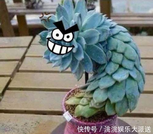 浇水|进入夏季,“多肉党”做好这3步,防止多肉“穿裙子”,一学就会