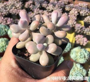 喜欢多肉就选这3款,好看又好养,最易长成高价老桩,适合新手!