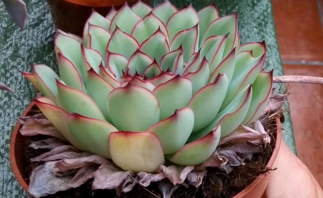 多肉|多肉叶子长皱纹,浇水不管用?学3招,养得饱满欲滴又坚挺