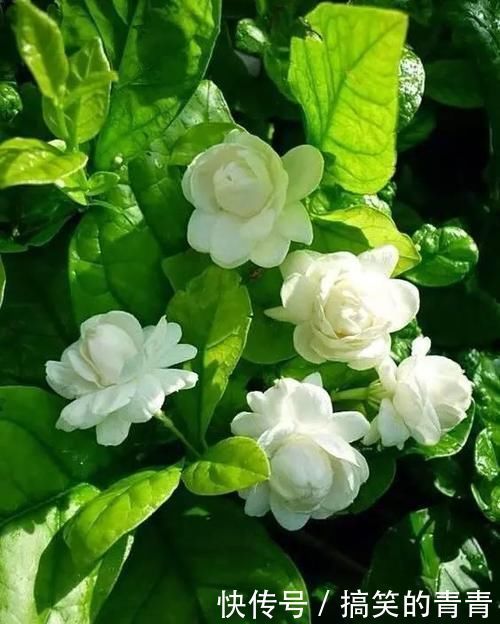 茉莉花有3喜，按照它的习性养，不黄叶，开出层叠群花