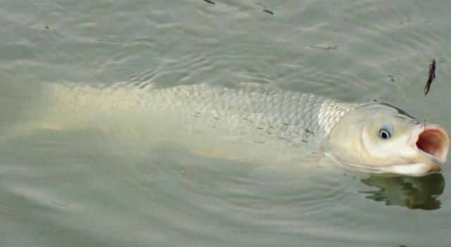 鱼群|“放长线钓大鱼”早落伍！老钓友都流行这样做，每天2小时就鱼获满满