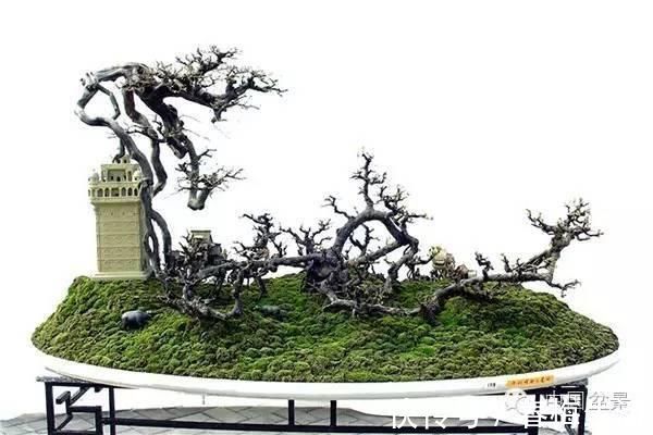 丛林式|山野丛林怎么样才能变成精致的盆景？9个步骤告诉你！