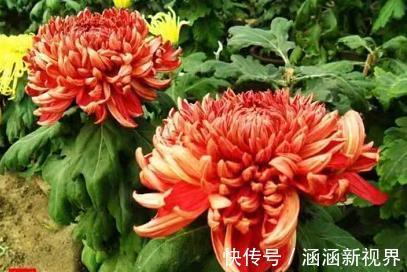 名菊|喜欢养菊，不如养”优良名菊“徐妃醉妆，似清秀妆容，美丽高雅