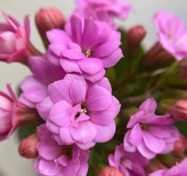 75个长寿花品种,一个比一个美,一起来认识一下吧!