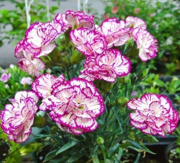 正月二十八，家里养上4种花，花姿妖娆，四季繁花似锦，美