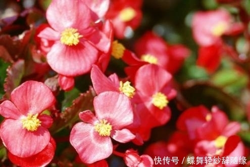 凤仙花|这几种花期超长的花卉，家里种上一盆天天有花赏，最后一种特霸气