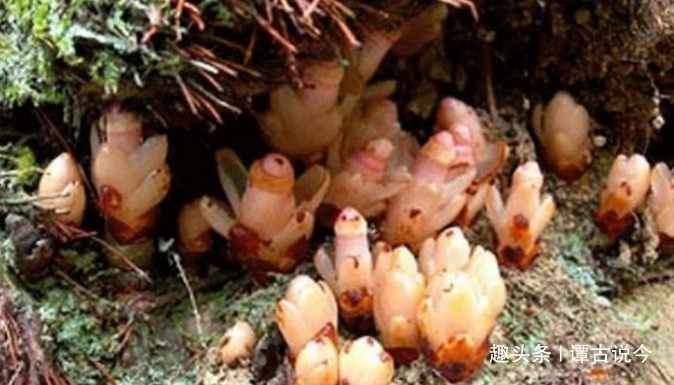 植物界|农村树根上野草，形似“元宝”，很珍贵，见到请当回事