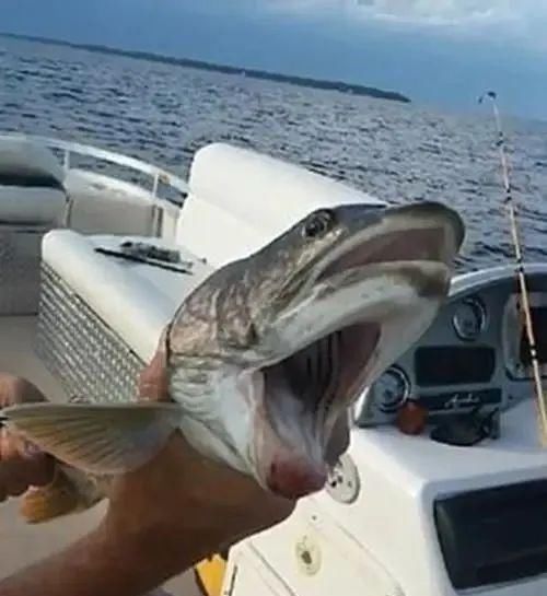 小伙钓鱼，鱼钩一沉以为是个大家伙，拉起钩来却从来没见过