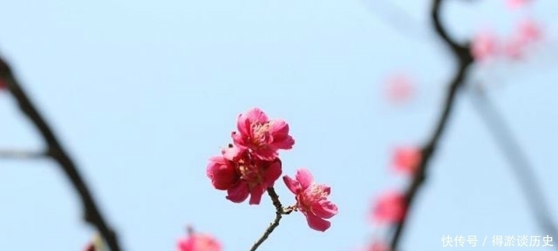 梅花|高僧在大雪纷飞的清晨，见到了雪中的梅花，信手拈来写下一首诗！