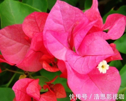 懒人最爱养的花，好养易爆盆，花朵清新优雅，花苞突突往外冒，美