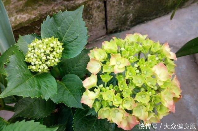 绣球花要开了,3个小技巧,让它多开10倍花、个个大花球!