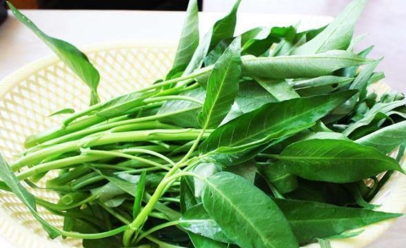 阳台种上“4种菜”,长得快结果多,吃了一茬又一茬,懒人必选