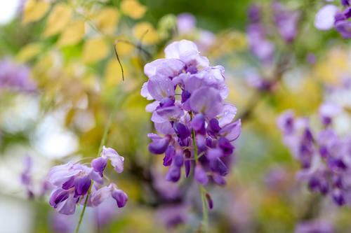 三月烟雨阳朔，油菜花正值盛花期，踏青赏花的好时节