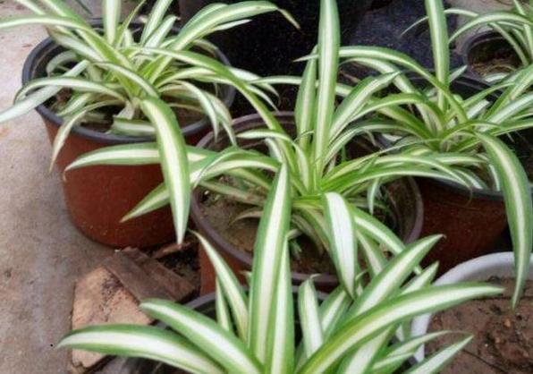 这3款植物买一盆就够了！用茎叶扦插，教你轻松铺满整个阳台