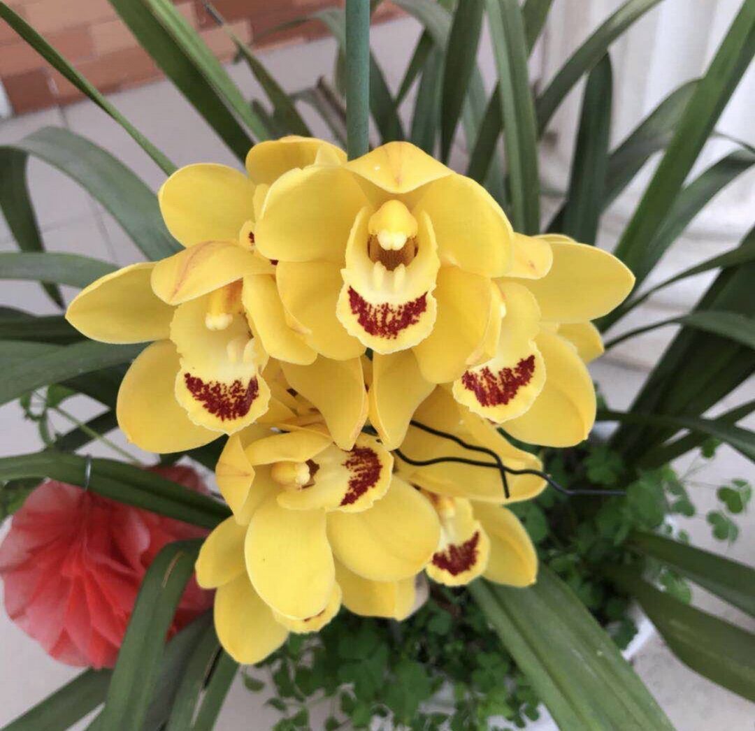 芦头|养大花蕙兰,选错花盆有风险,好多兰友易忽略,根系往外长