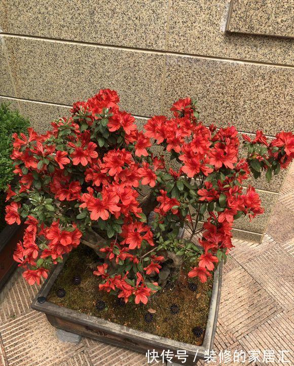 5种“漂亮花”,别随便晒太阳,晒得越多,开花越少,别弄反了