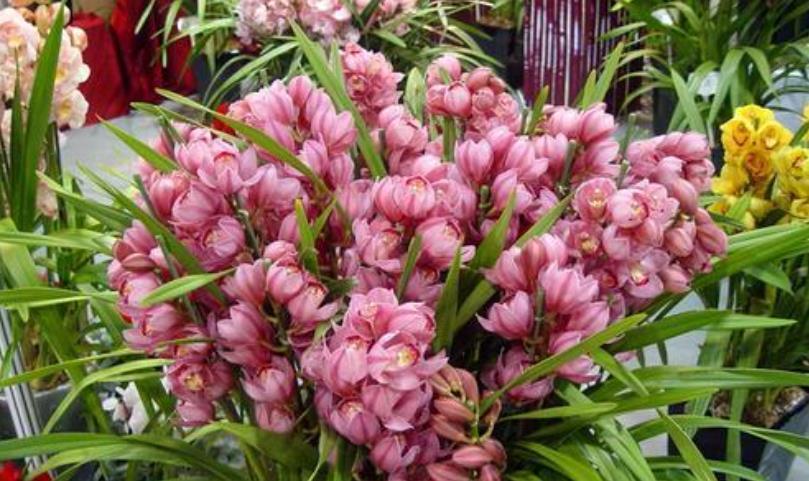 红掌|花市五大年宵花,好看却难养,告诉你“技巧”,养好没难度!